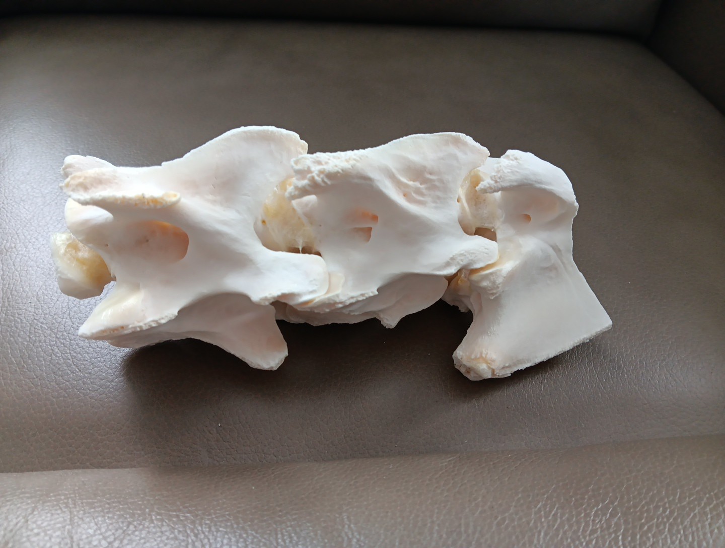 Deer Spine Connected 3 Vertebrae Professionally Cleaned Whitened Taxidermy Buck