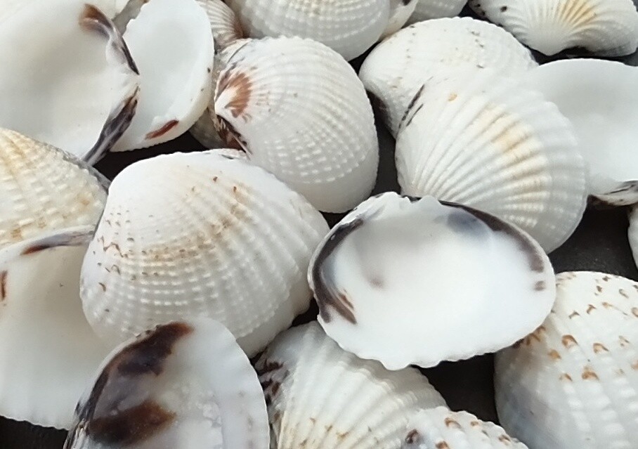 Speckled White Brown Black Clam Seashells approx. 1 cup 45+ shells 0.75+ inches