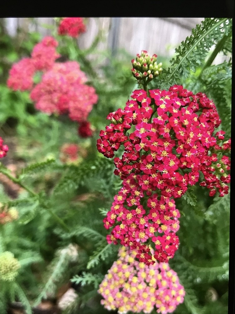 4 yarrow plants （two different colors）