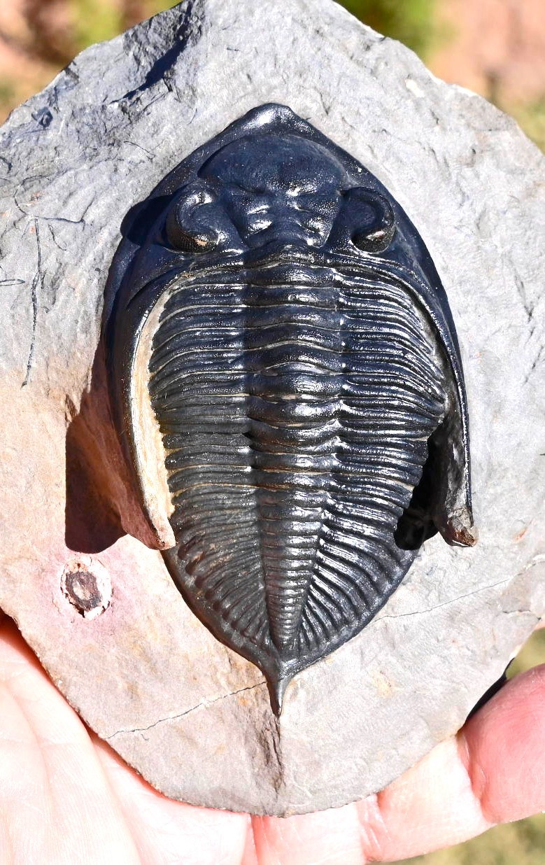 Trilobite Fossil, Zlichovaspis (Odontochile), from Morocco #1