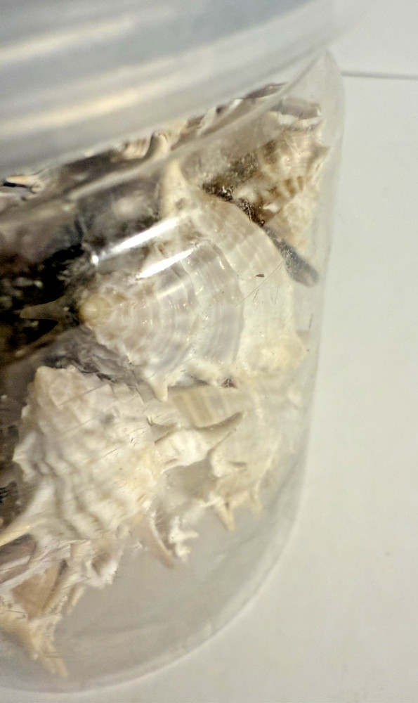 JAR ASSORTED SEA SHELLS