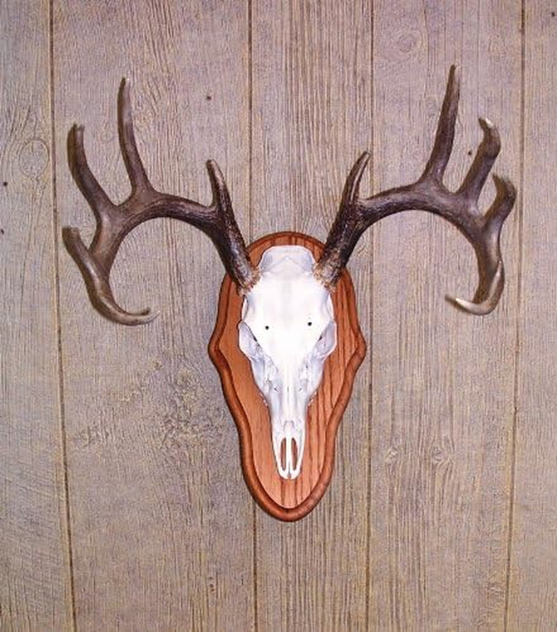 Solid Oak European Mount Skull Pedestal Plaque