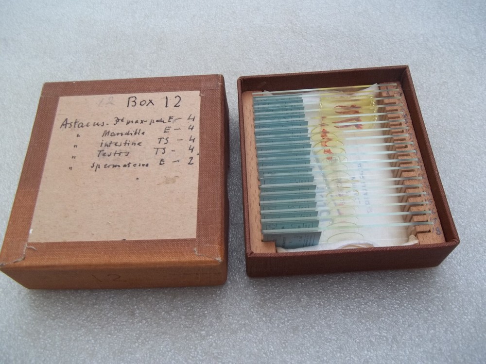 Vintage Glass Microscope Slides -