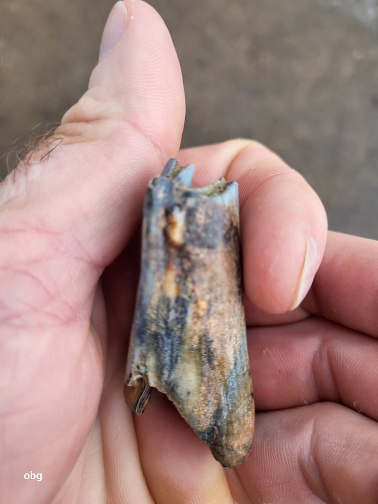 Historic bison tooth with blue vivianite permineralization