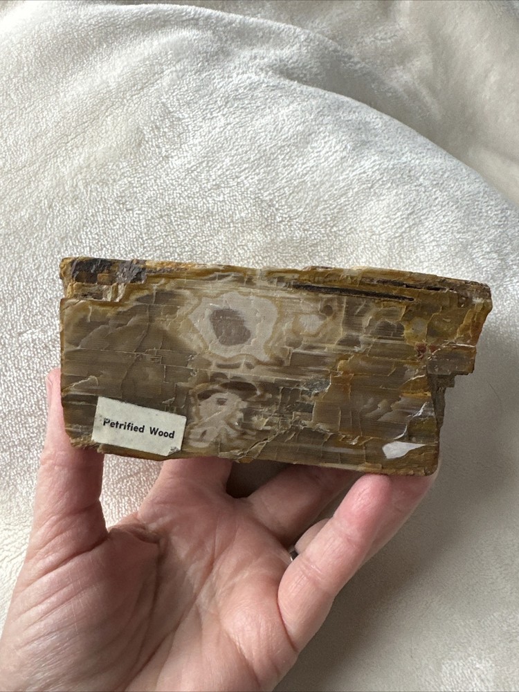 Petrified Wood