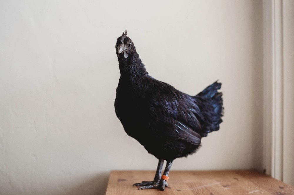 Ayam Cemani Chicken Hatching Eggs