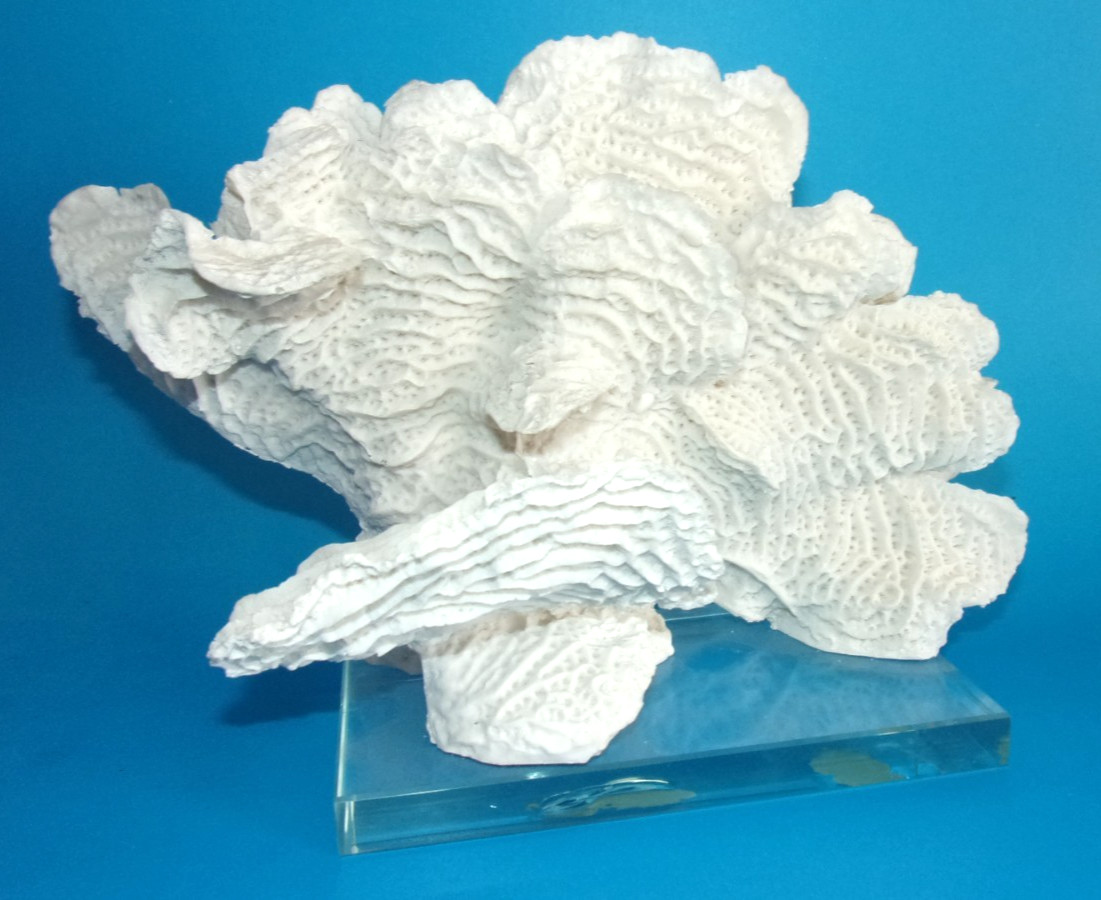Beautiful Natural White Coral Reef with Glass Base, Authentic Specimen 10" x 7"