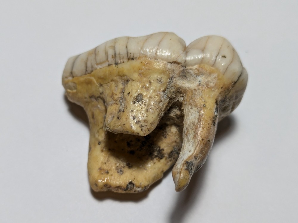 Bear Molar Tooth