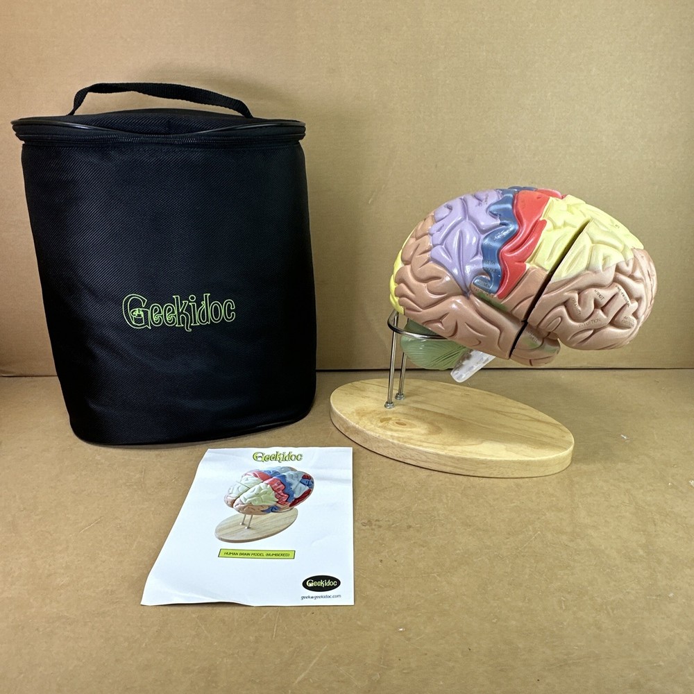 Human Brain Model with Laser-Engraved Numbers and Labeling | Includes Case/Stand