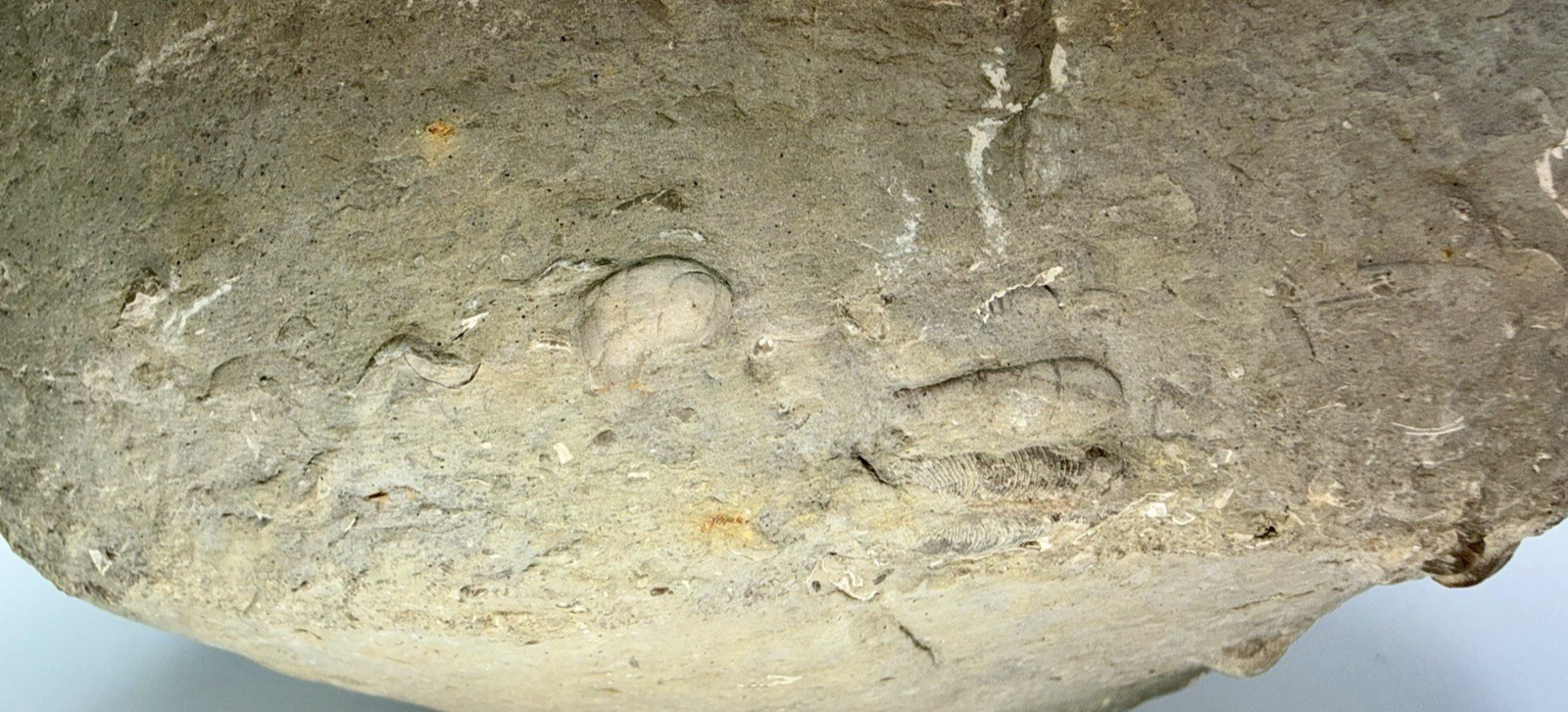 Large 31-lb Paleozoic Fossil Concretion w/Trilobite, Brachiopods, Gastropod poop