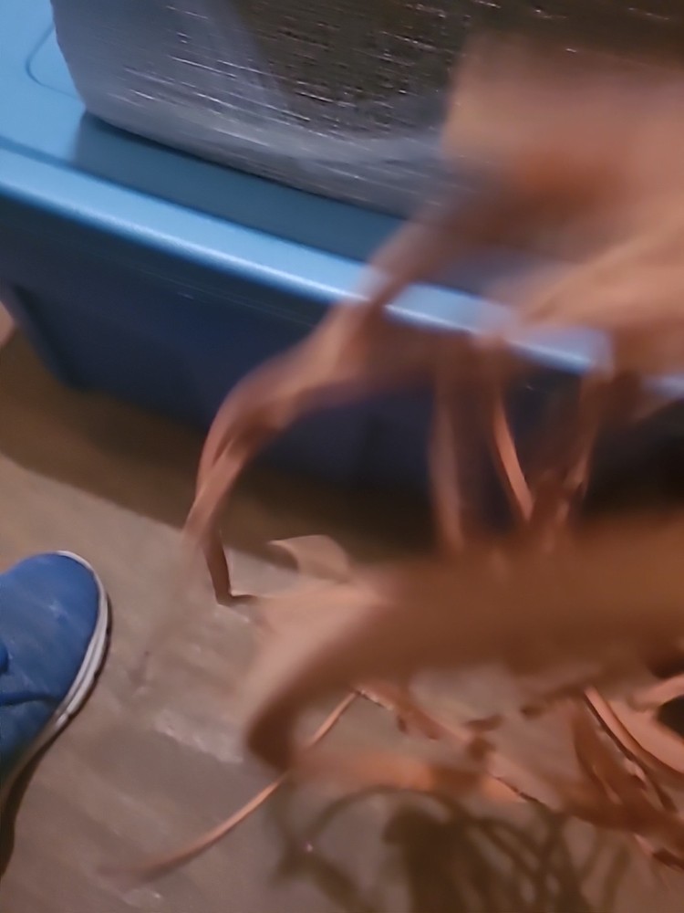 LEATHER ROPE FOR CRAFTS