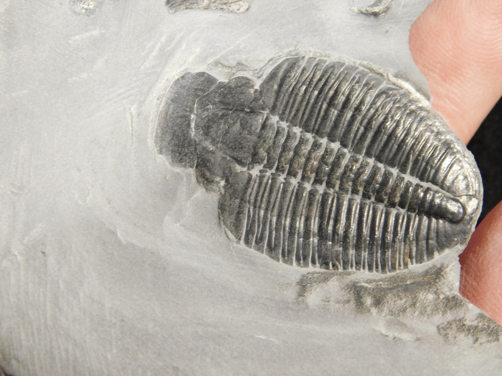 Elrathia TRILOBITE Fossil From Cambrian Utah 100% Natural 130gr *C