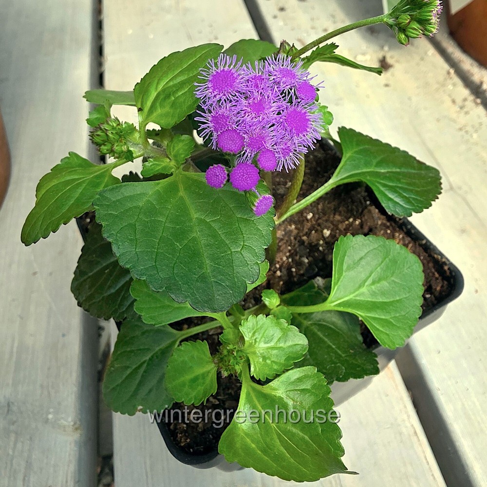 Ageratum, Monarch Magic, Flossflower, Container Size: 4.5"