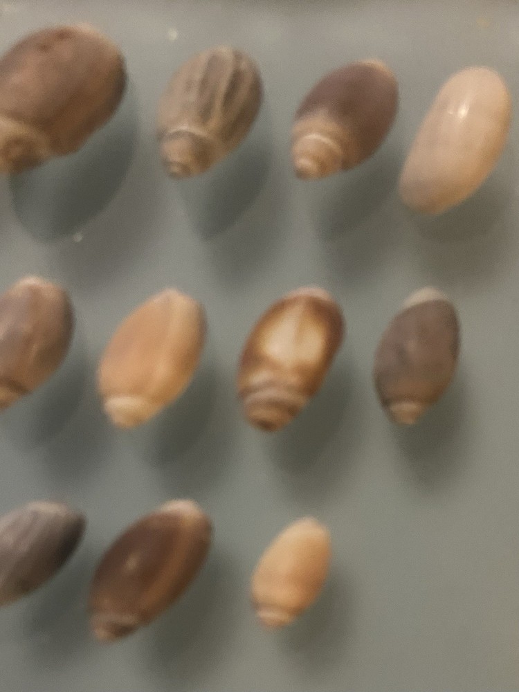 Lot Of 13 Tiny Olive Shells