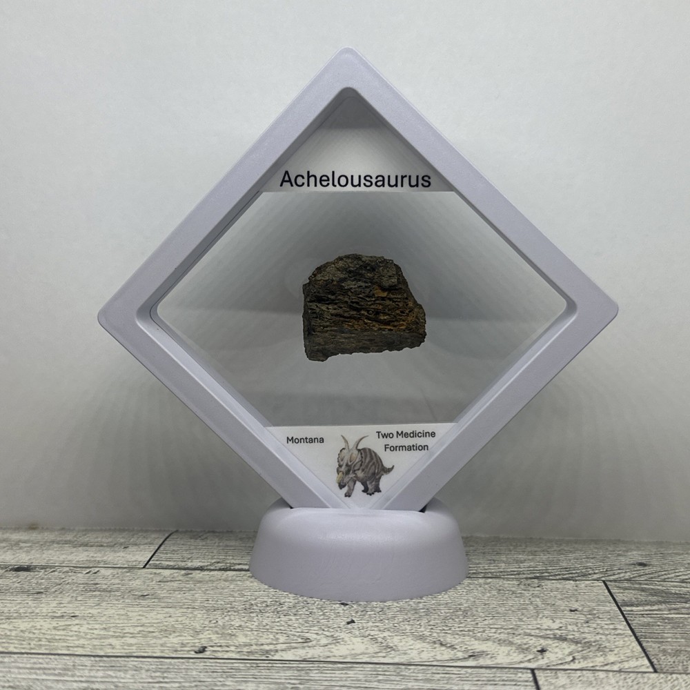 Achelousaurus Extinct Ceratops Dinosaur Bone Fossil in Display Case
