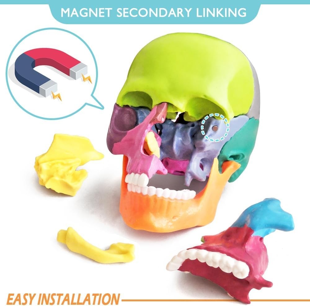 Human Skull Model with Painted Sutures