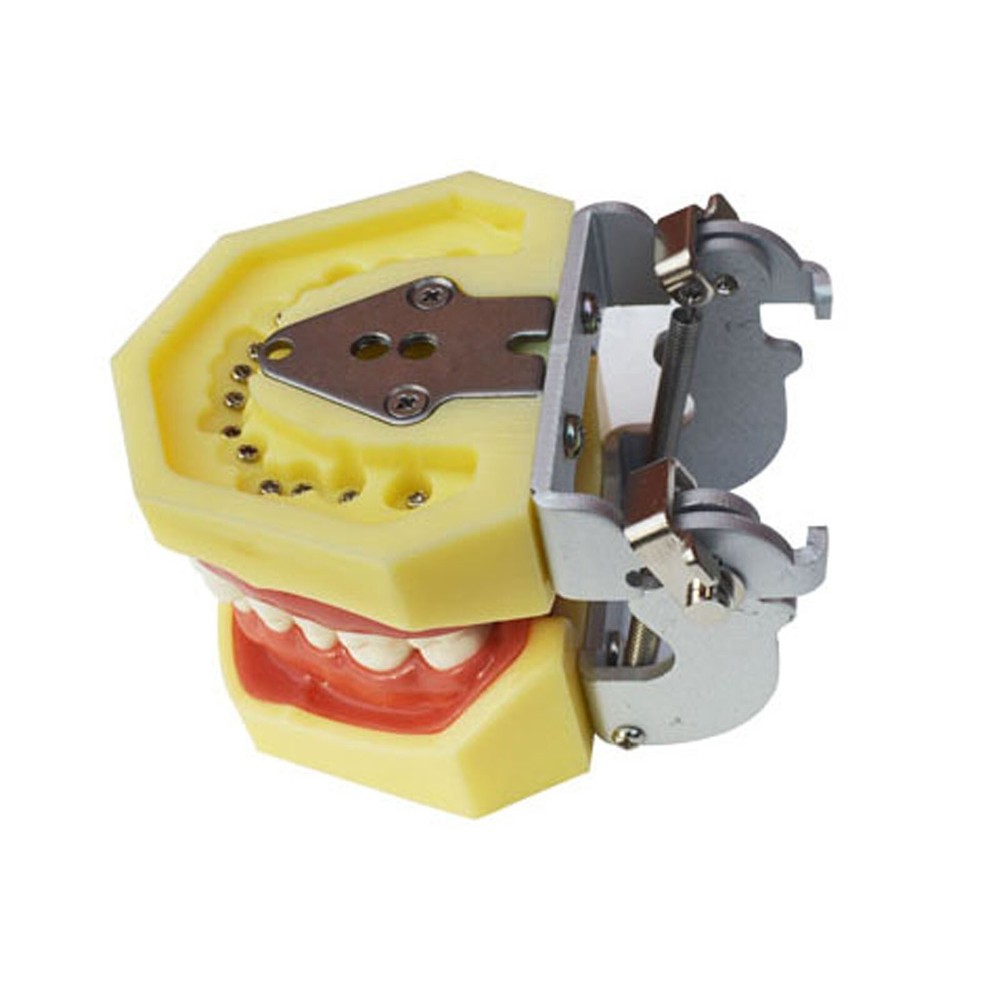Teeth Model Detachable Dental Practice Teaching Model Simulation Tooth Model