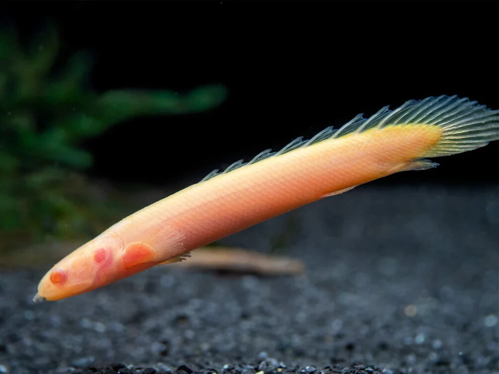 2 Pack Albino Senegal Bichir (3.0-3.5 Inch) Live Fish FREE SHIPPING