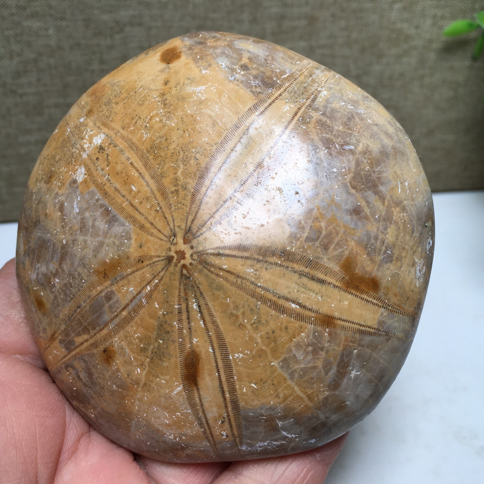 174g Natural Polished sand dollar Crystal Specimen fb770