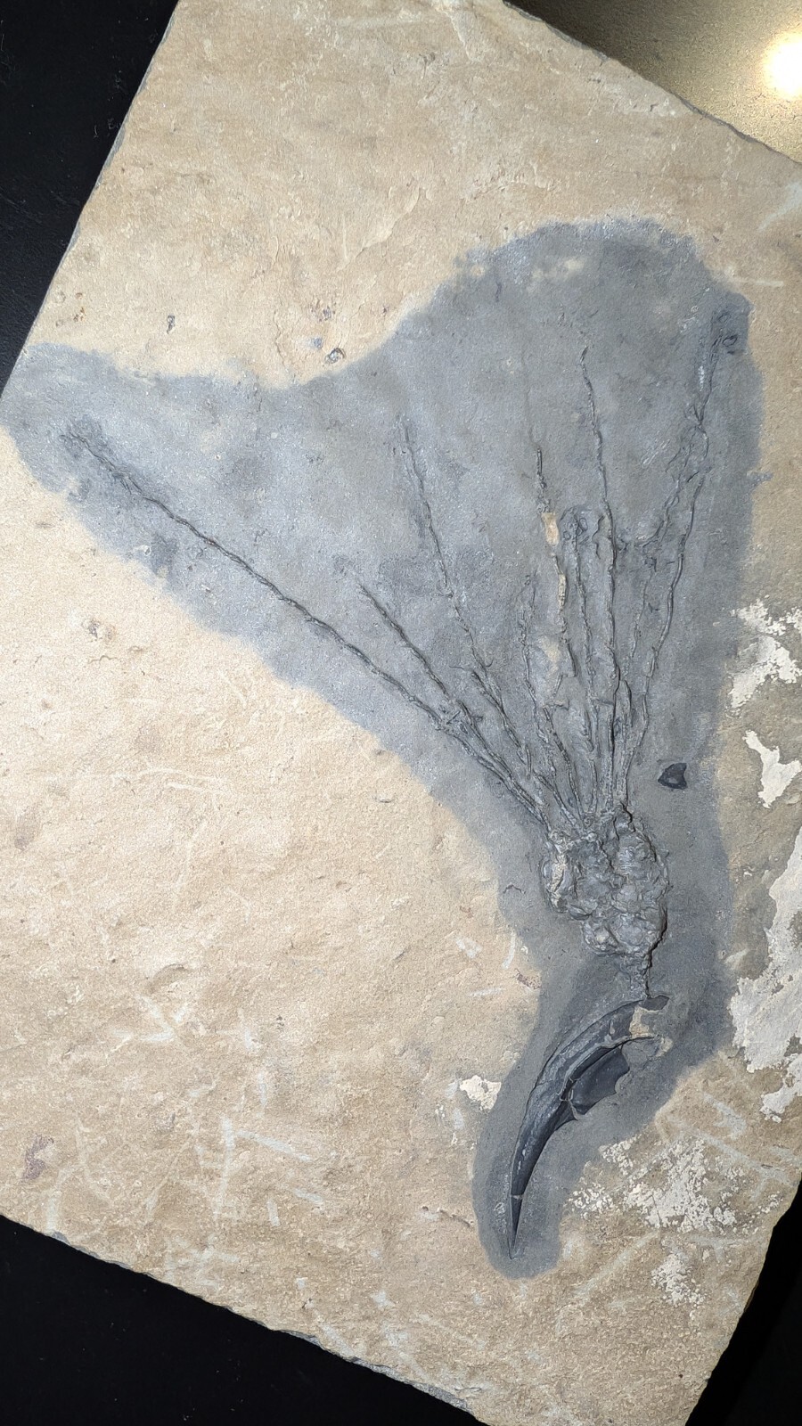 Gogia granulosa Fossil Wheeler/Marjum Formation, Utah Cambrian Proto-echinoderm
