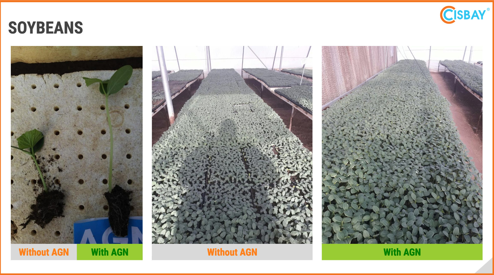 CISBAY AGN Soil Microbes - Enhance nutrient for long root plants 1 gallon