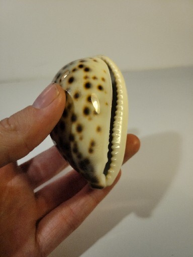 Hand Picked Cyprae Tigris Shell