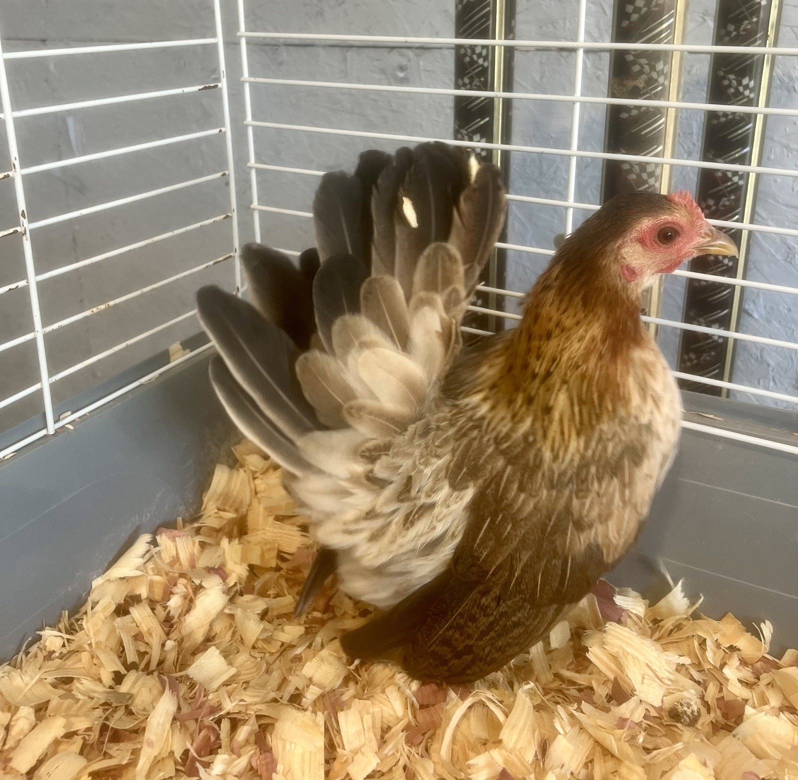 Small/Micro SERAMA Eggs One dozen Eggs