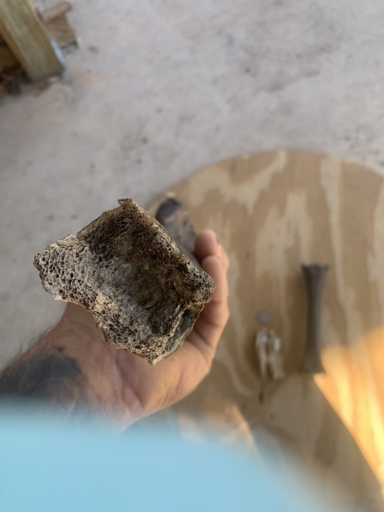 Fossilized Bison Bones