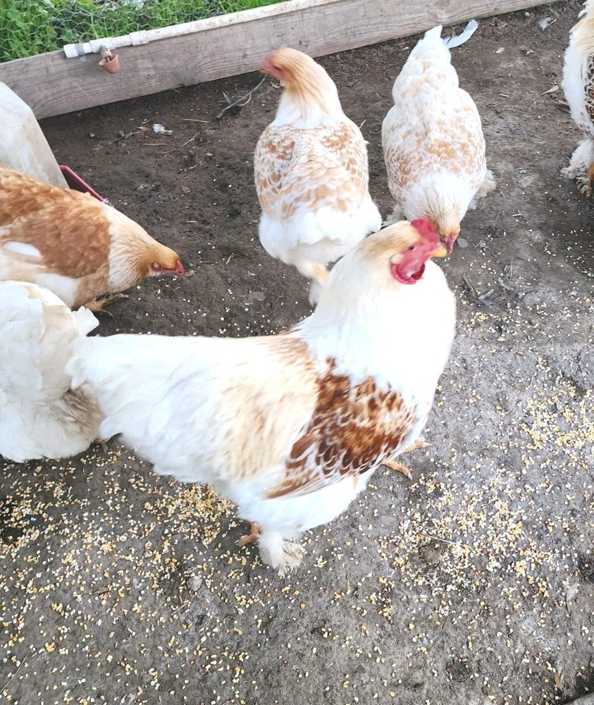 8+ Beautiful Buff Laced Brahma Hatching Eggs