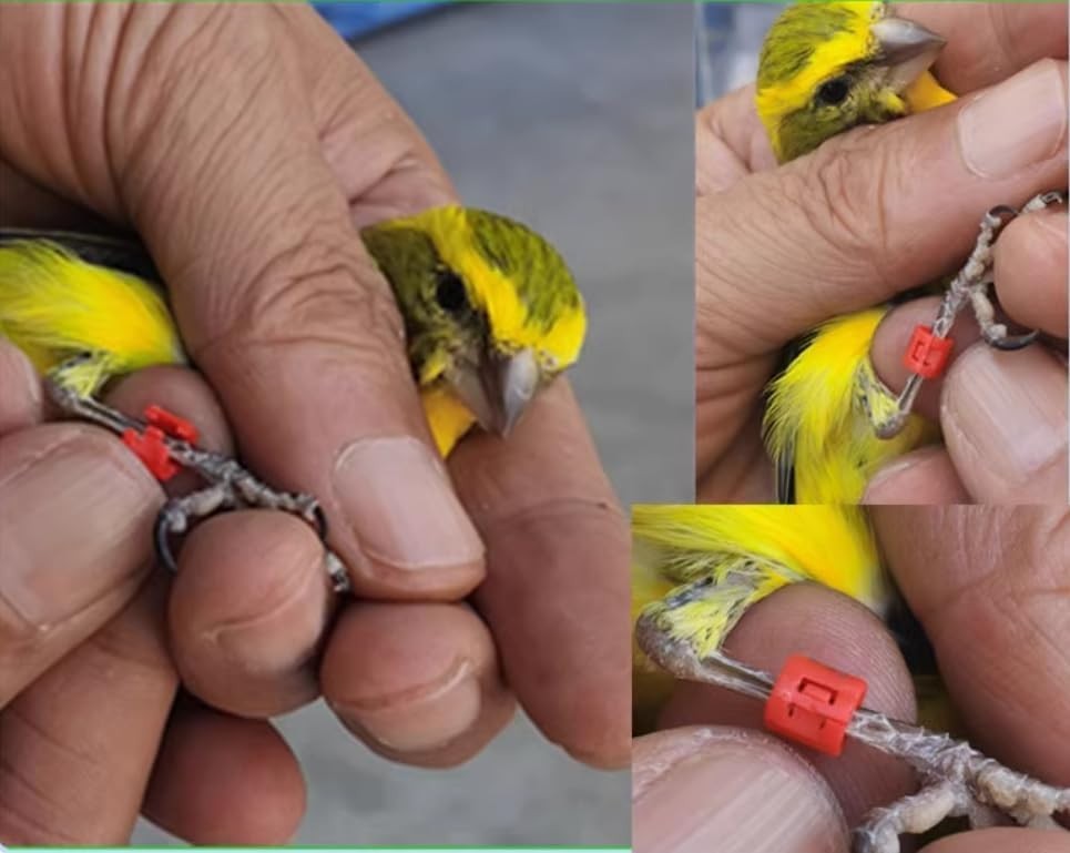 Plastic Bird Rings 3mm Green 100pcs