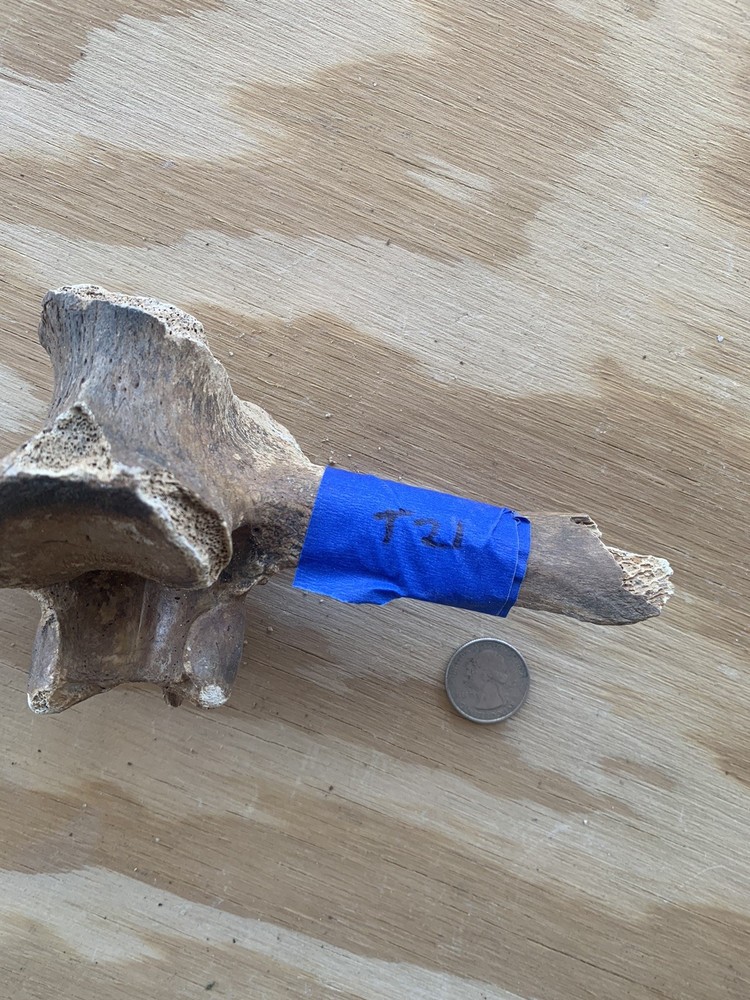 Fossilized Bison Bones