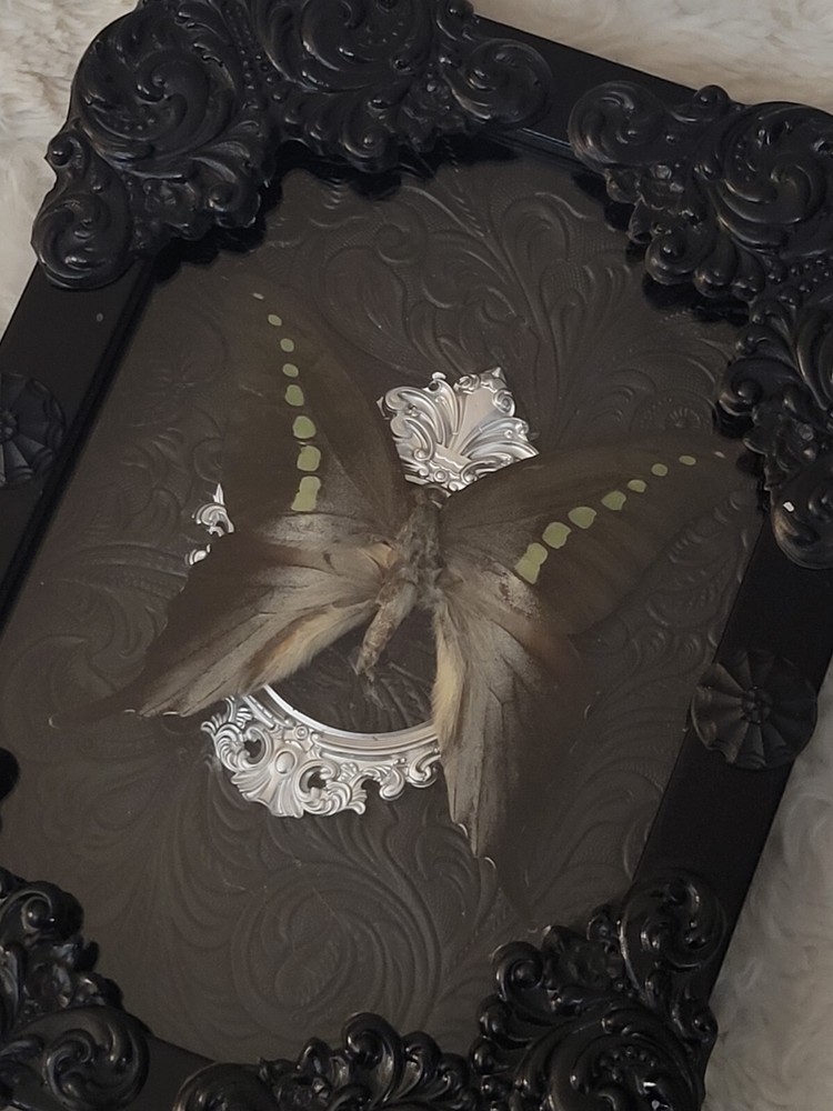 The Great Mormon Butterfly Specimen