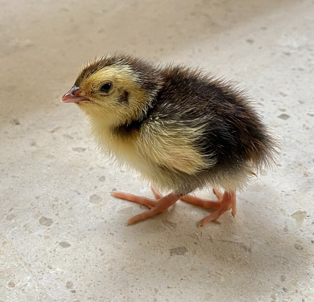 60- Celadon Quail Hatching Eggs - 100% True Blue Coturnix 🪺