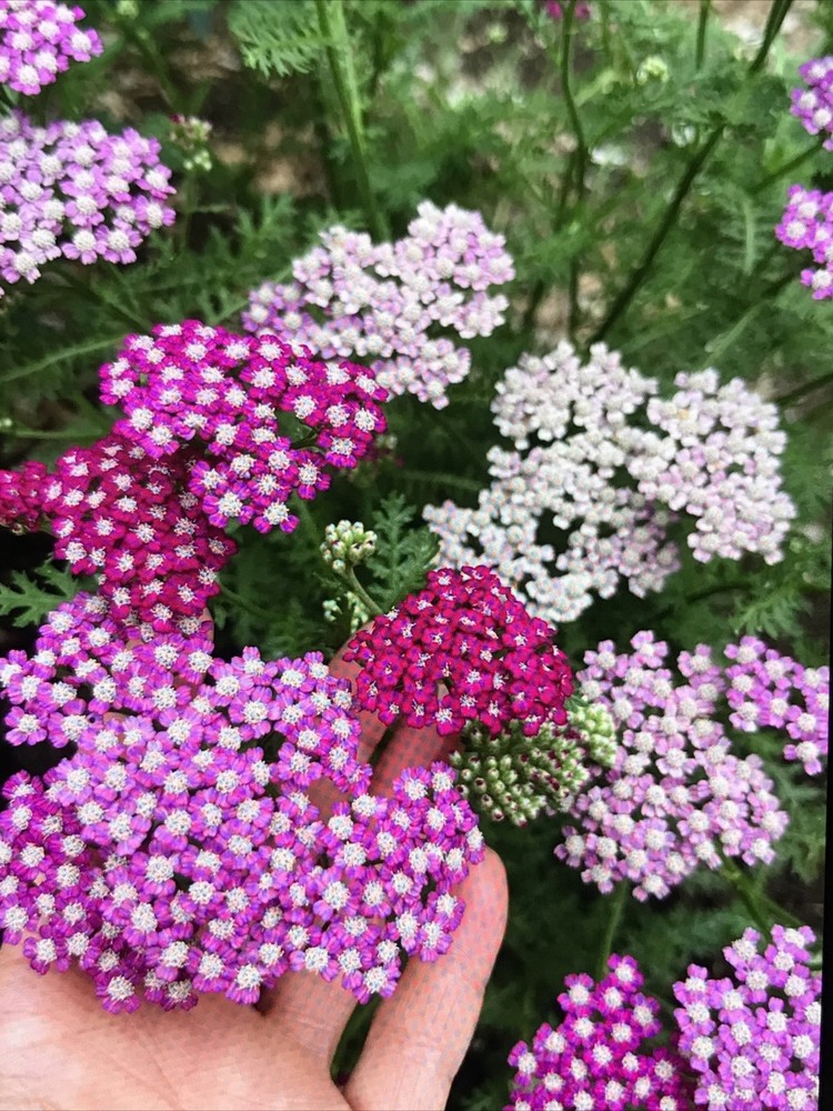 4 yarrow plants （two different colors）