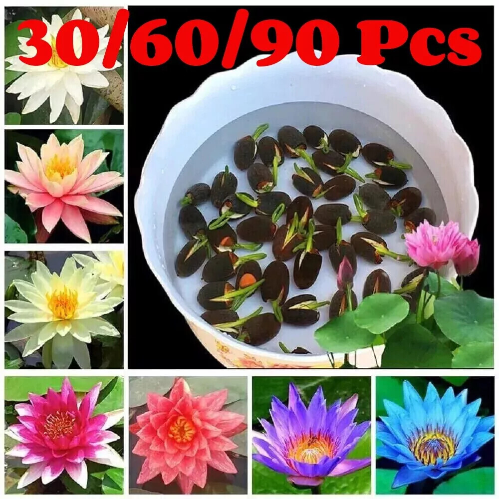 30/90Pcs Seeds Lotus Mix Flower Seed Hand Picked Aquatic Plants Water Garden US
