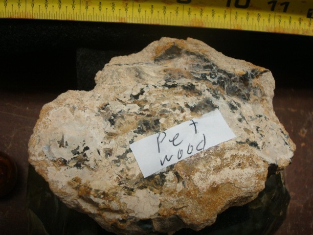 petrified wood