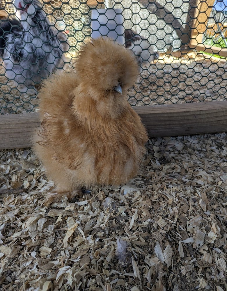 12 Quality Buff & Paint Eggs NPIP