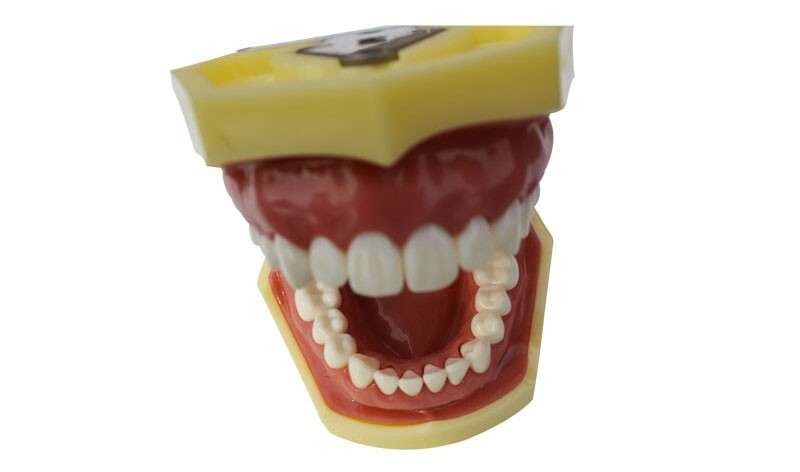 Teeth Model,Demonstration Teeth Model,Standard Study Teaching Mode