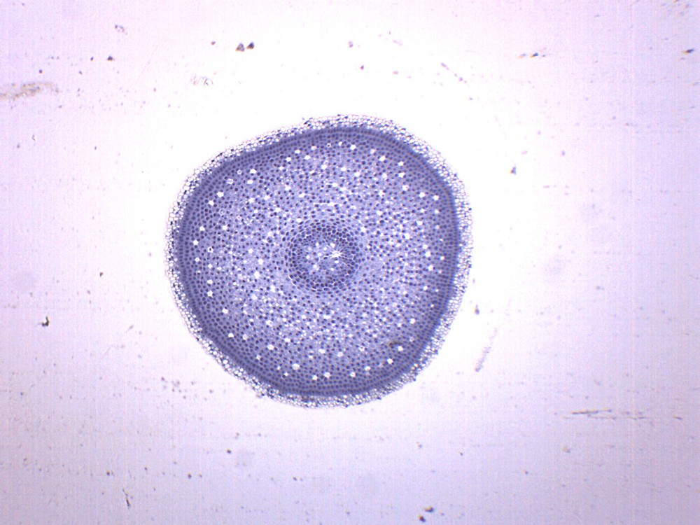 25PK Lilium Root Tip - Prepared Microscope Slides, 75x25mm - Eisco Labs