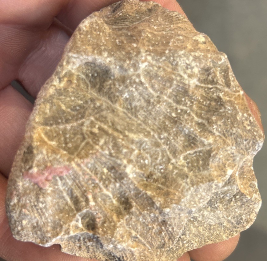 Petrified Coral End Polished
