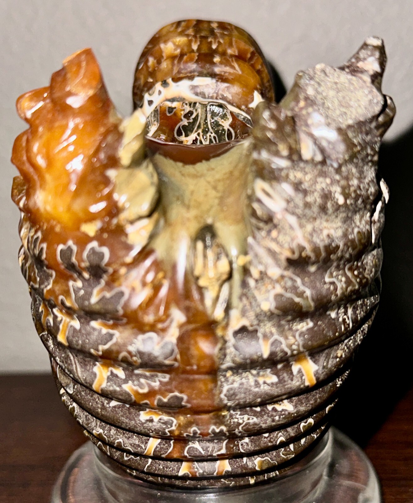 Rare Beautiful "Goat Horn" Ammonite Fossil 3 lb. 5.8 oz. 1526 grams #58