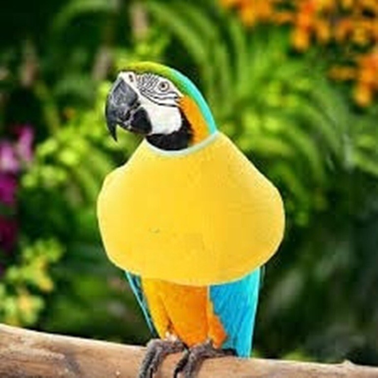 Macaw Elizabethan Collar-Anti-Licking
