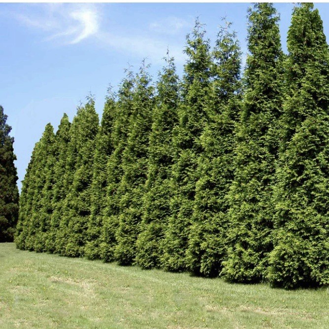 Thuja Green Giant Arborvite