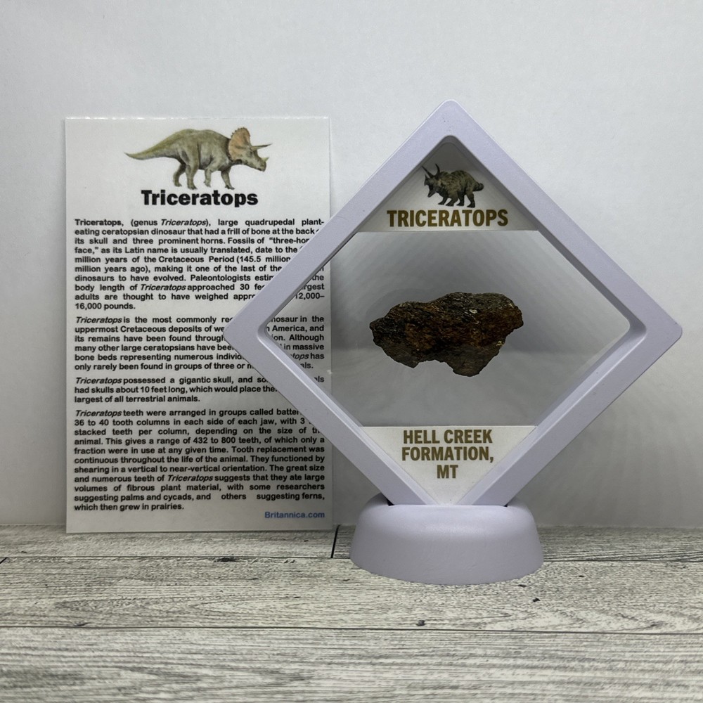 Triceratops Extinct Dinosaur Bone Fossil in Display Case