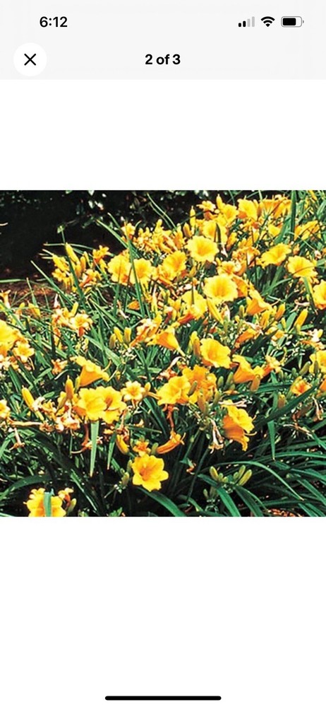 (30) Stella D'Oro Daylily Bare Roots