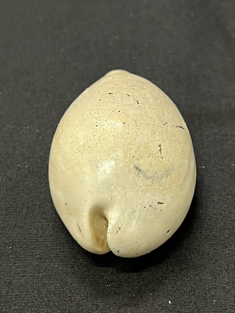 EXTINCT Fossilized COWRIE Shell From Central Florida - Pliocene Era.