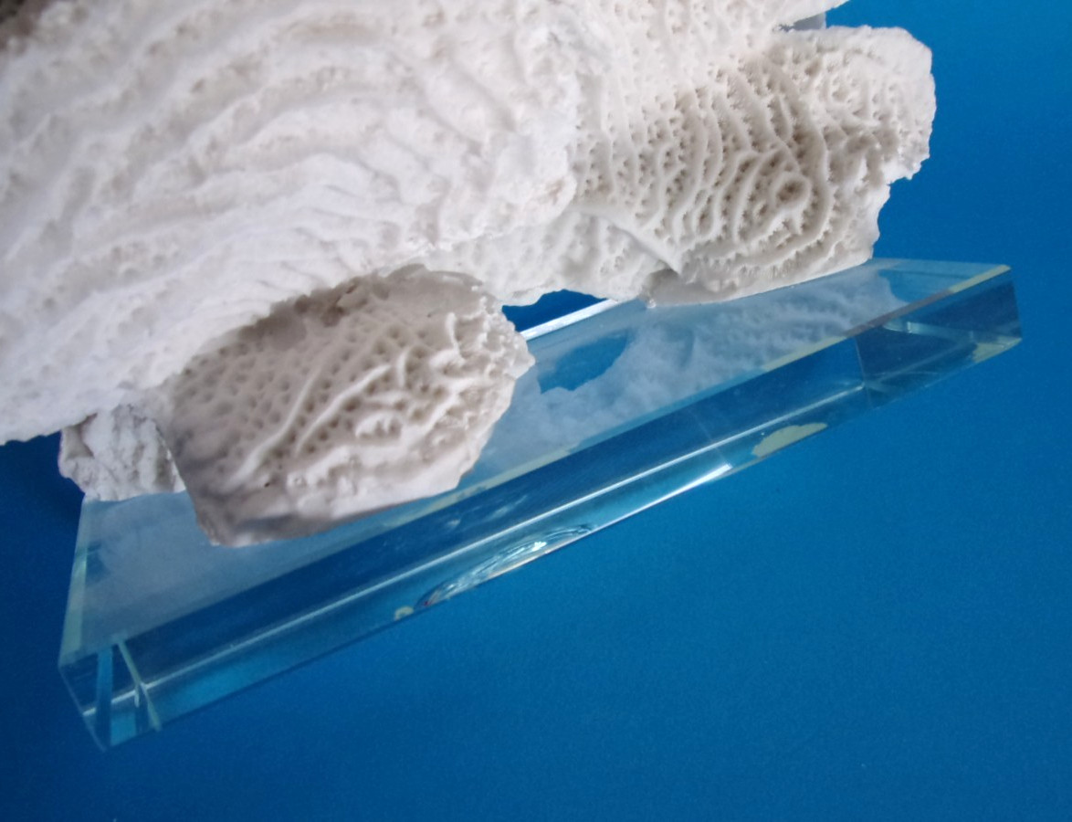 Beautiful Natural White Coral Reef with Glass Base, Authentic Specimen 10" x 7"