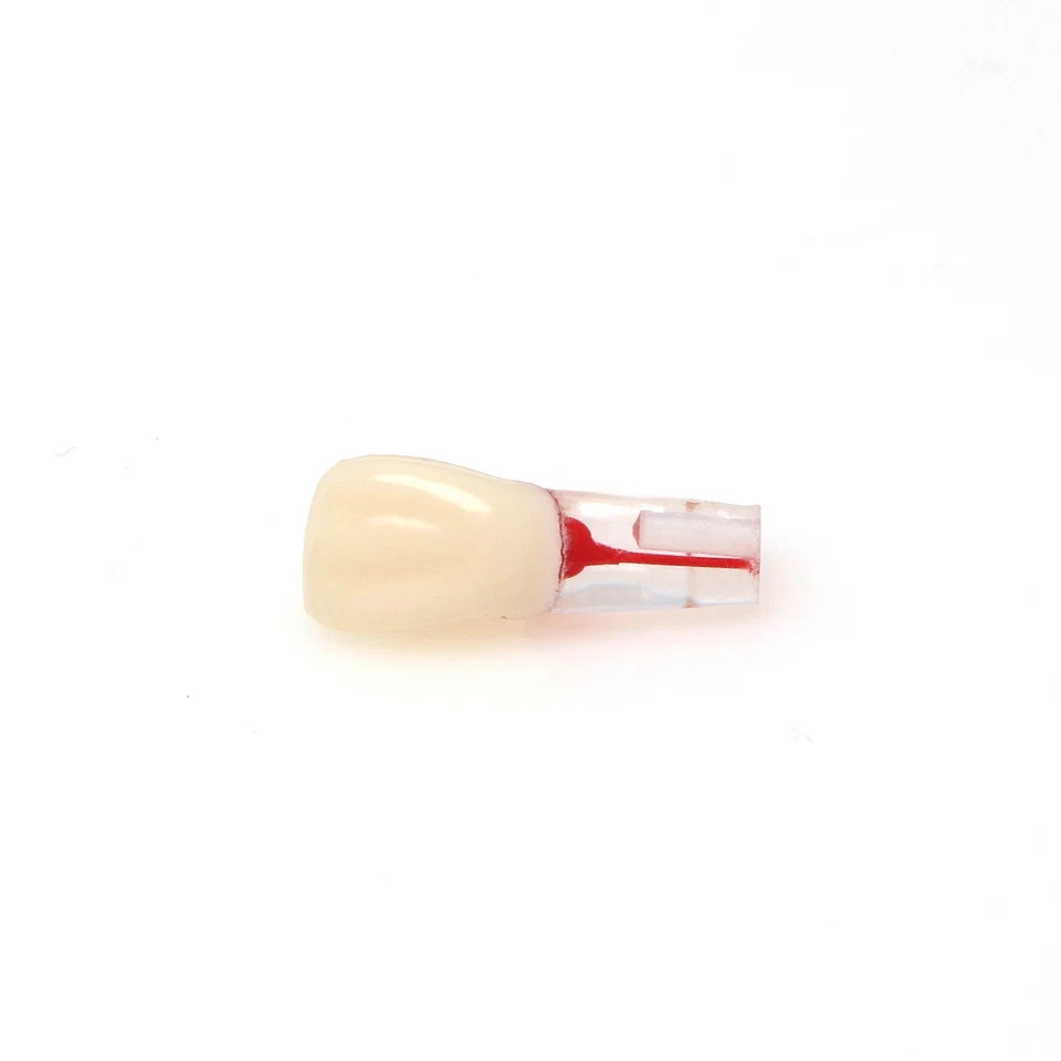 Dental Endodontic Root Canal RCT Practice Endo Teeth Model Pulp Study #8006