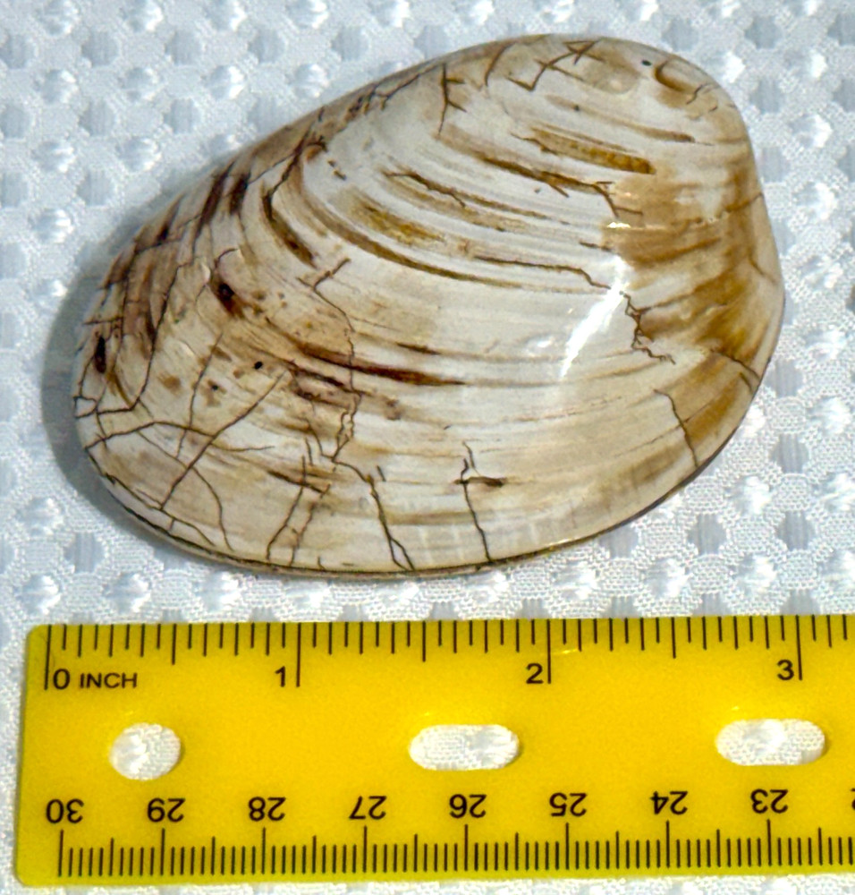 Fossil Clam 162 gr. .36 lb. #643