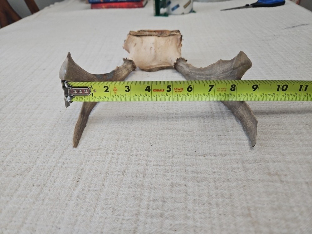 WHITE TAIL DEER ANTLERS